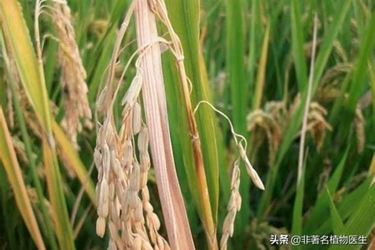 水稻齐穗期打什么药？