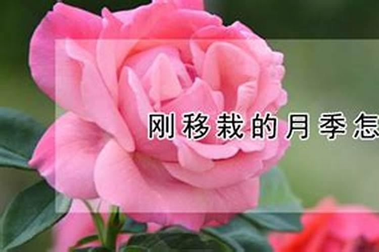能否给新移栽的月季施肥吗
