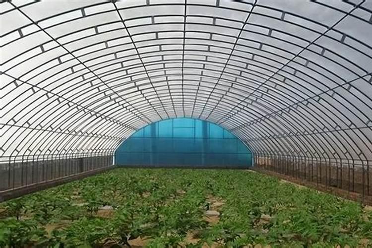 青梗菜发生大面积烂根烂茎现象,怎样防治最有效？