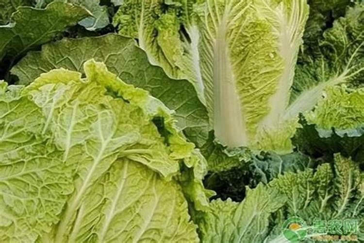 大白菜干烧心病的发生是什么 如何防治好