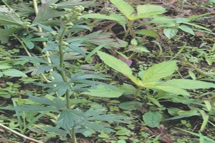 草乌使根膨大,最好施用什么肥？