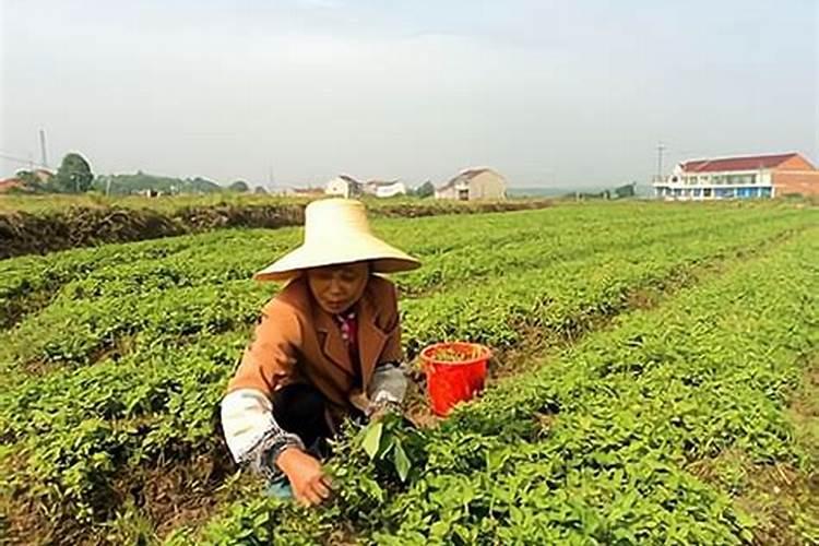 【天南星】的功效与作用