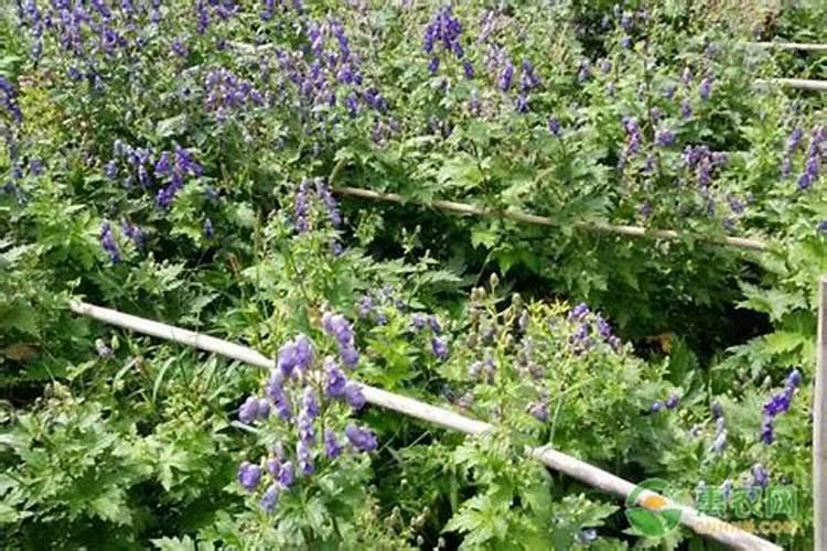 兰花姜开花还能吃吗