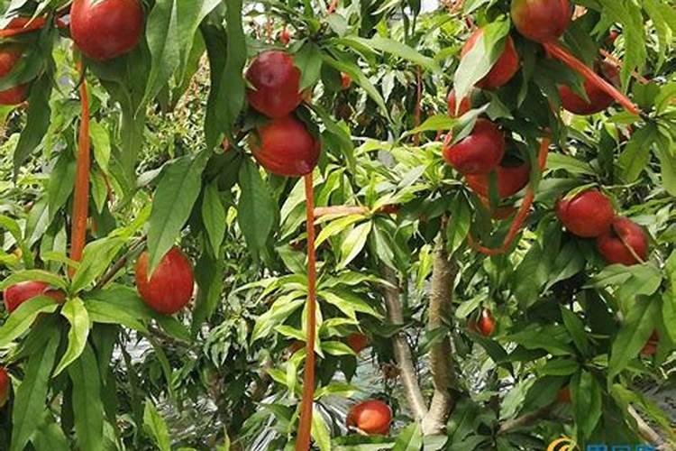 大棚油桃种植技术是什么