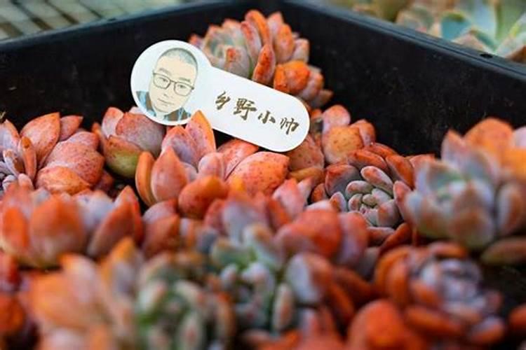 火龙果怎样才能开花结果