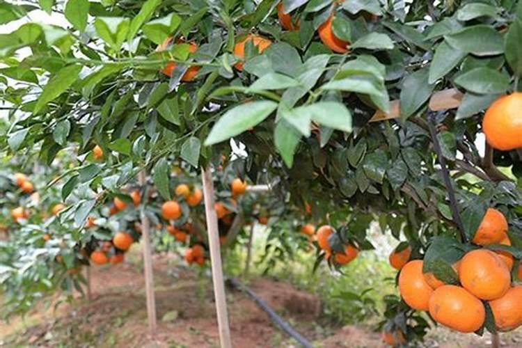 种植沃柑6个月适用放什么肥料