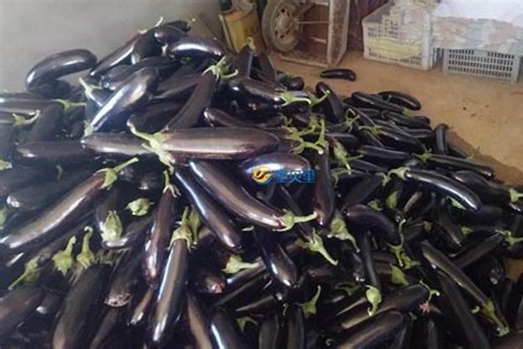 茄子开花前可不可以冲施钙硼肥？