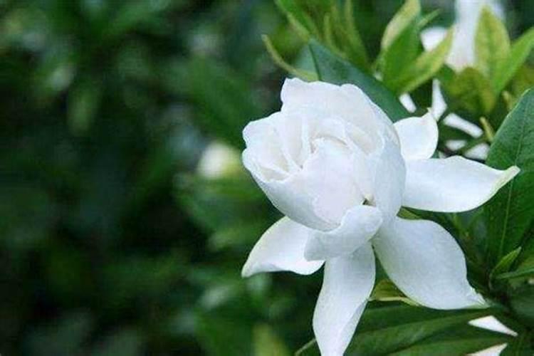 栀子花为什么只长叶子不开花