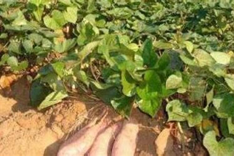 冰菜种植技术方法