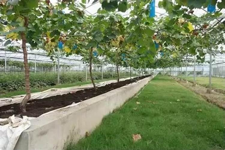 ...根结线虫用什么药效果好？根结线虫药和生根可以一起用吗