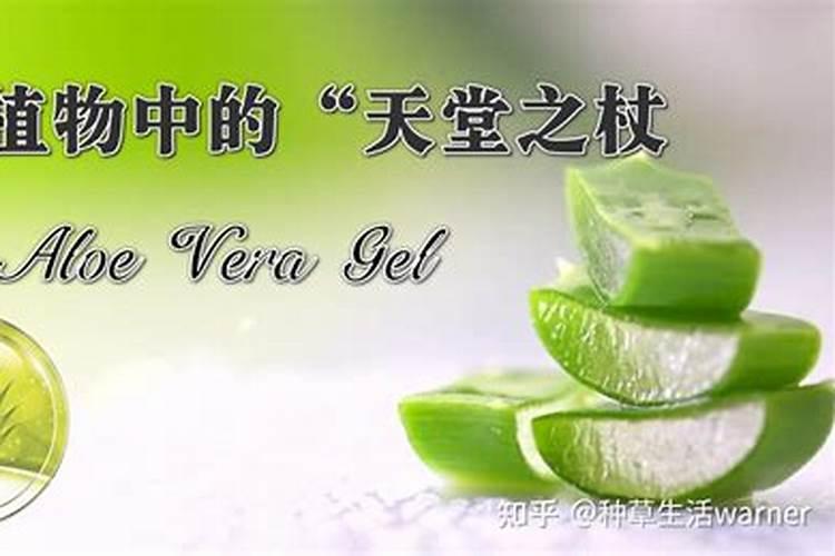 芦荟隔多久浇一次水,种植芦荟有什么需要注意的。