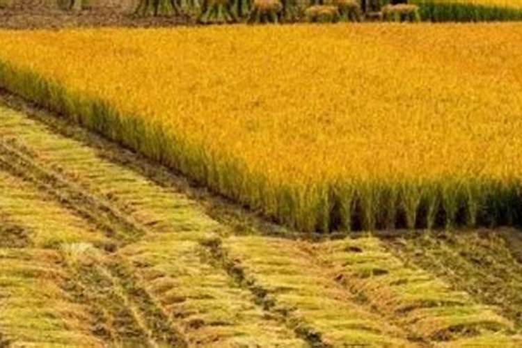 烟草缺素是什么原因？种植户该怎么预防和治理？