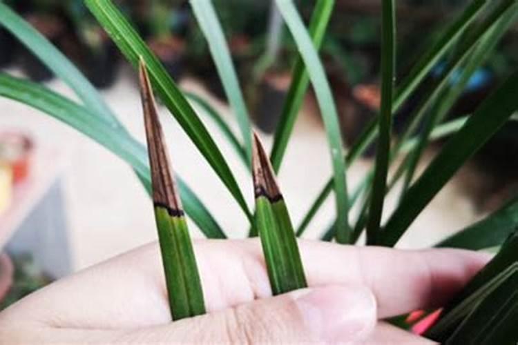 兰花黑尖是什么原因？