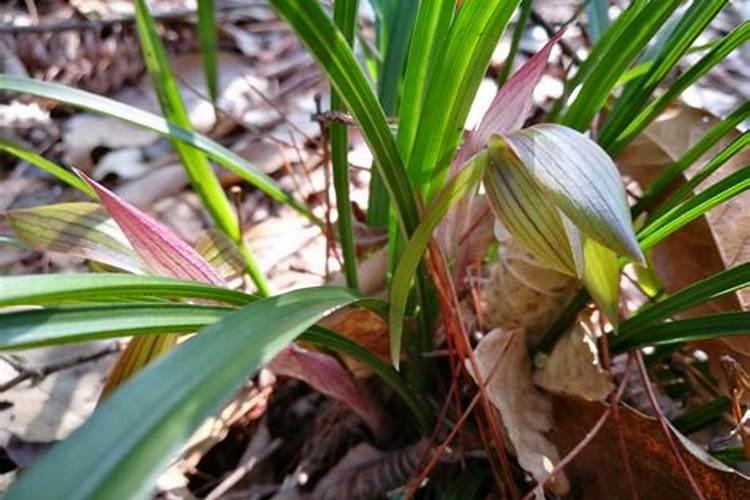 兰花黑尖要怎么处理