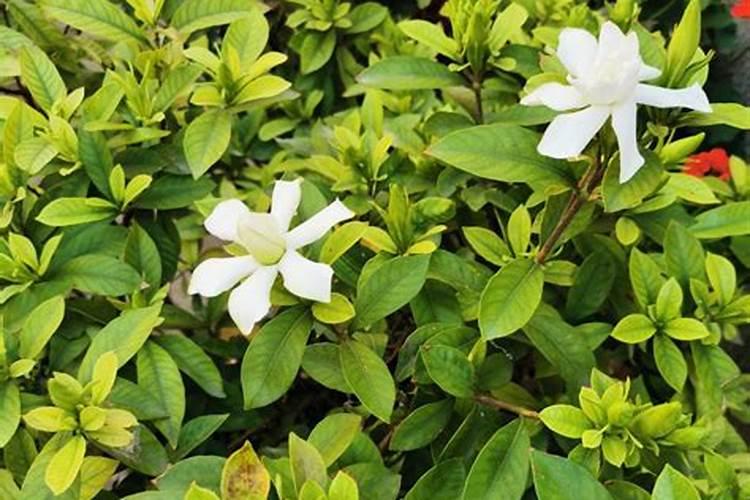 栀子花干叶是怎么回事,怎么补救？