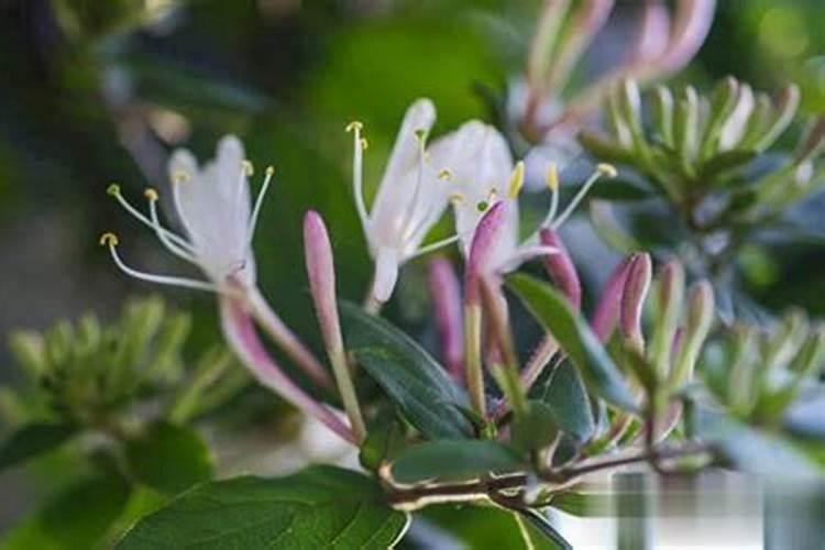 金银花生命力强、适应性好,怎样施肥能同时保证产量和质量？