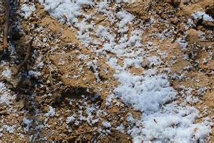 复合肥多久可以播种子