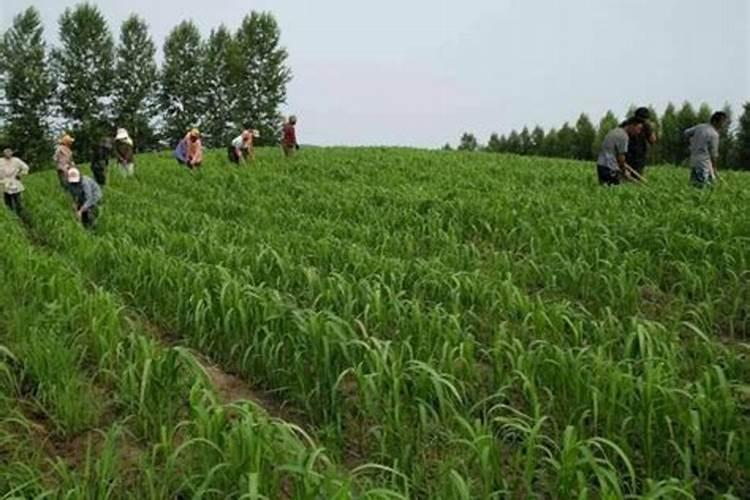 种谷子用什么肥料好