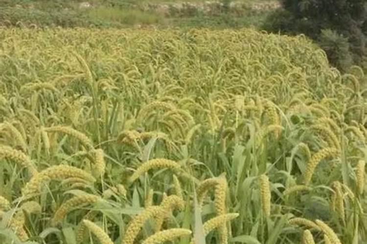 小米种植技术和方法