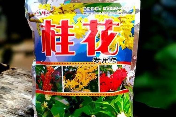 盆栽桂花树多长时间浇次硫酸亚铁