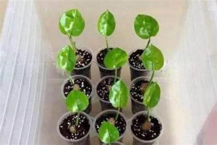 扦插玫瑰的快速生根方法