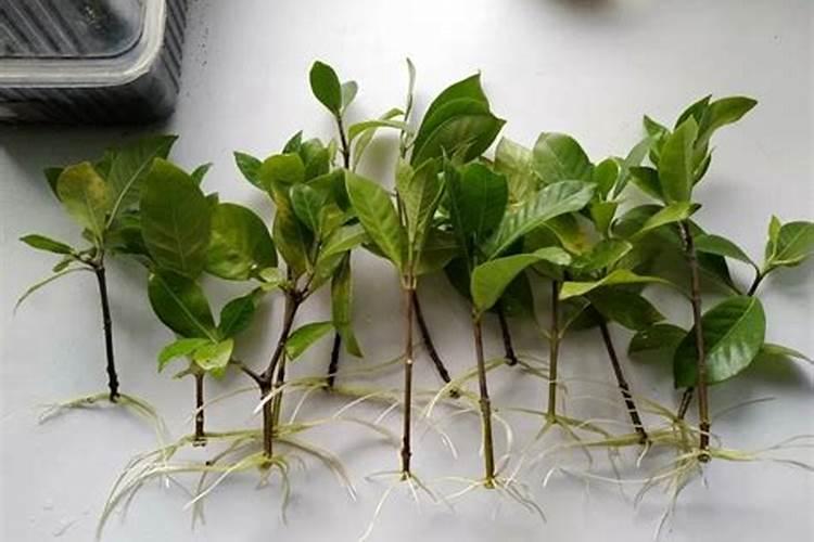 柳树枝怎么做生根水