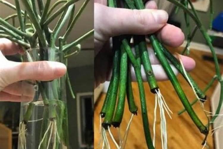 白兰花的养殖方法和注意事项 白兰花扦插生根的最快方法