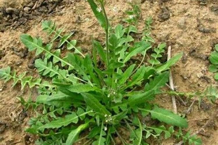 种荠菜用什么土比较好