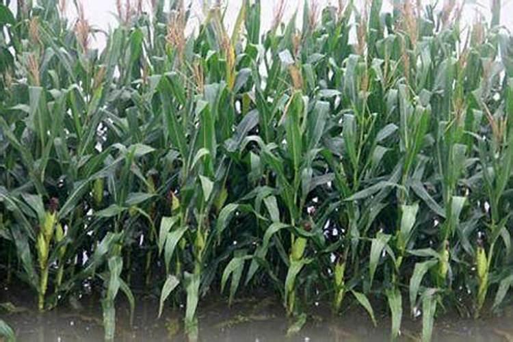 硅肥和钙肥能不能一起用