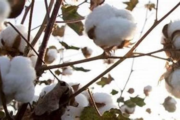 棉花叶片枯黄应使用什么肥