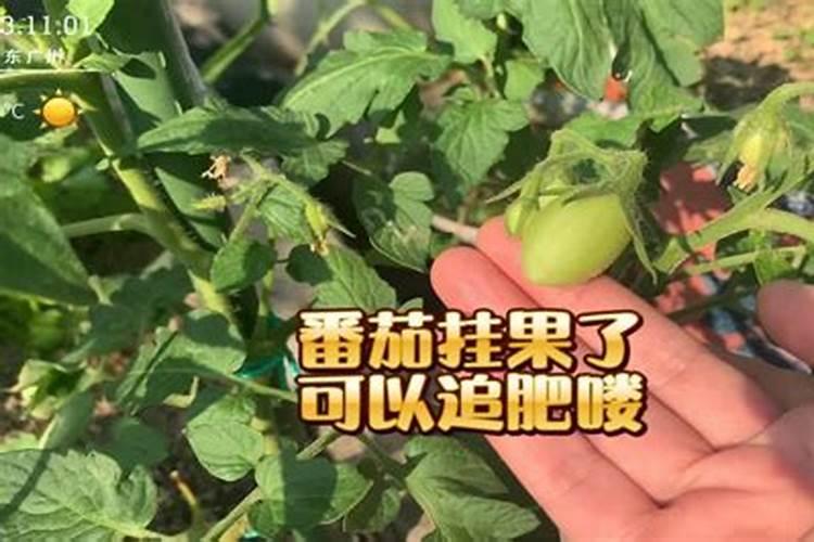 番茄什么时候冲钙肥好 注意事项有哪些
