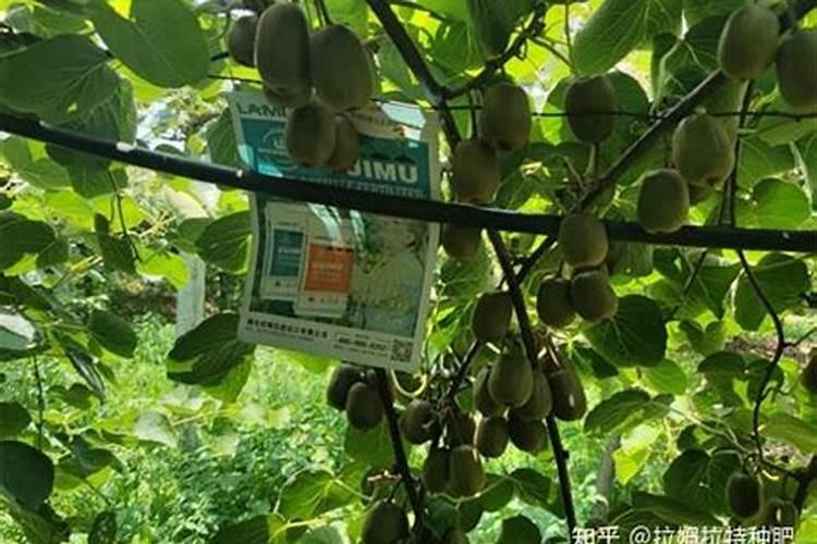 猕猴桃的月子肥该怎么施？黑老虎复合微生物菌肥来帮您!