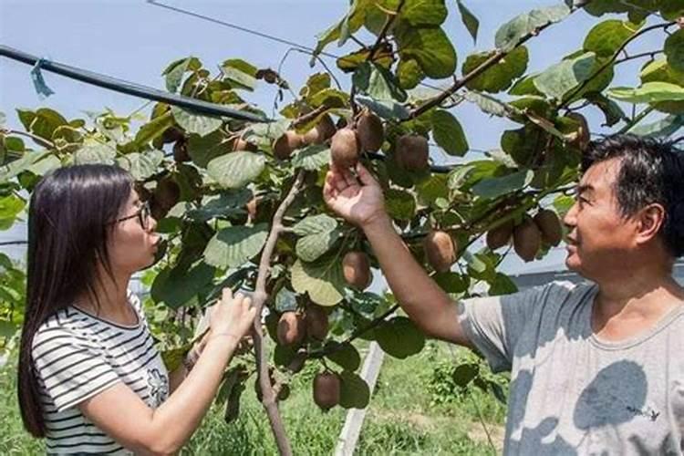 猕猴桃施肥的最佳时间 猕猴桃什么时候施肥