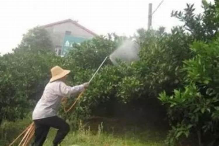 金钱橘树盆栽能活多久