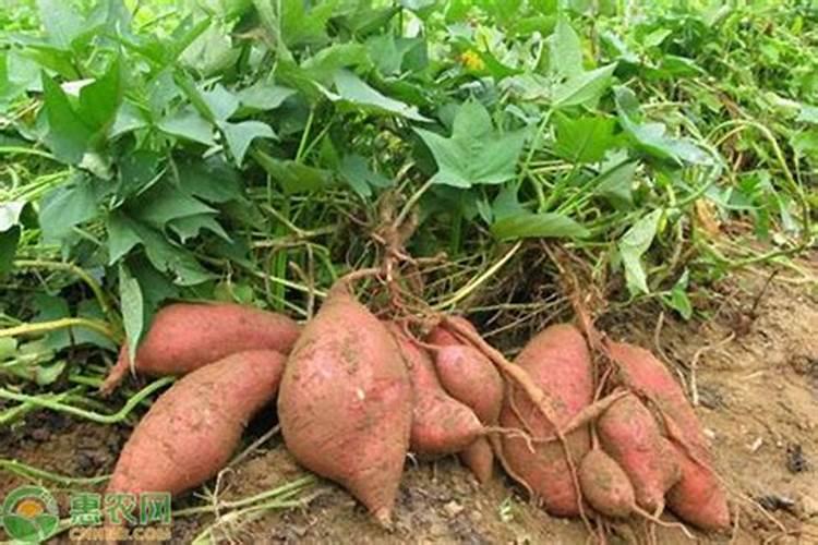 种红薯用什么肥料合适 种红薯用啥肥料合适
