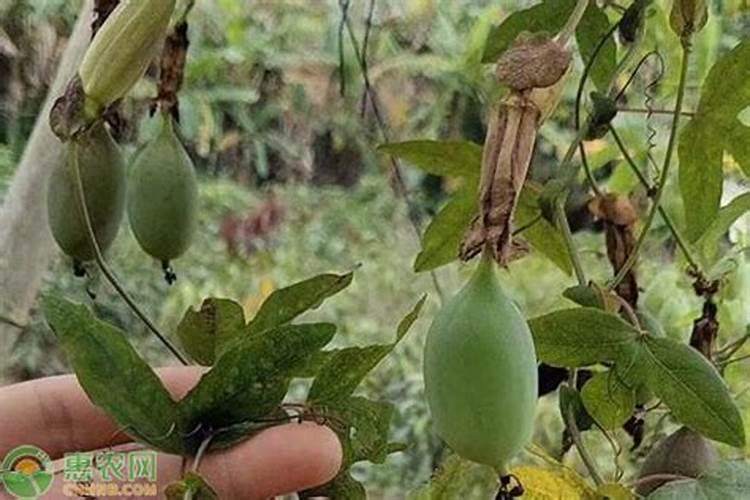 芸苔素的作用和使用方法
