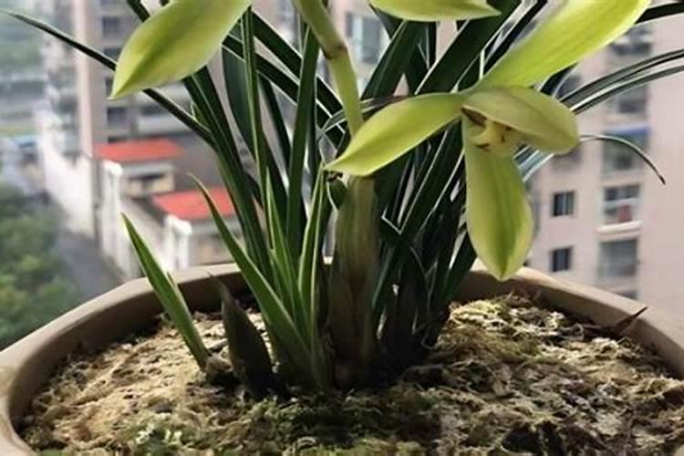 兰花什么季节施肥最好