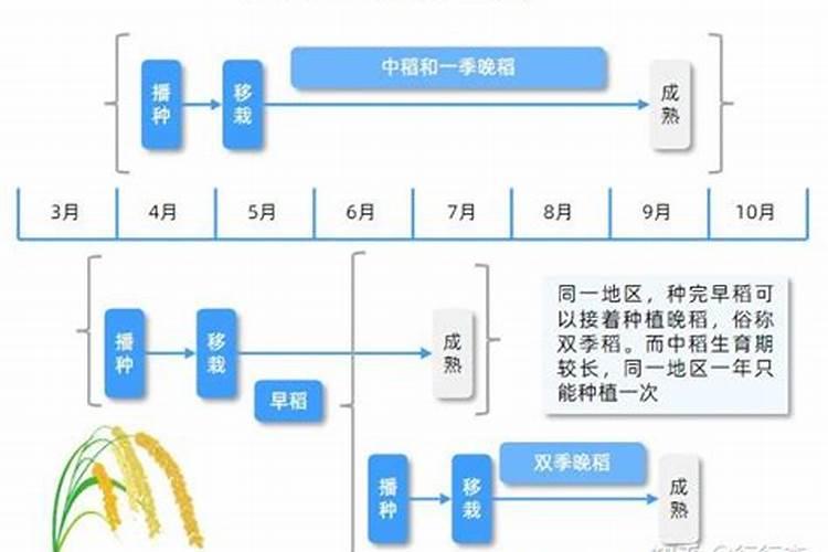 栽水稻什么时侯施肥最好一