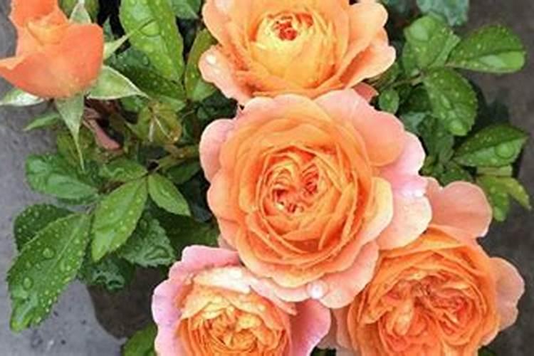 月季花败后施什么肥