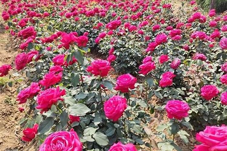 月季花谢后施什么肥