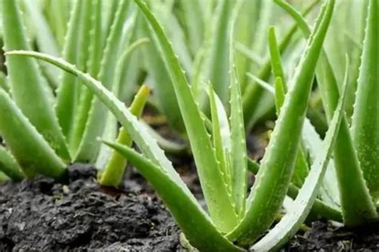 什么植物多施钾肥