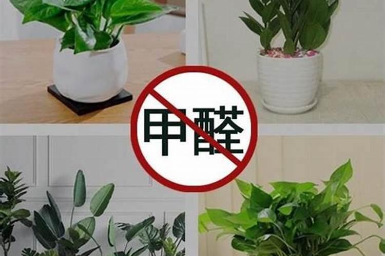 高钾肥适合浇什么花