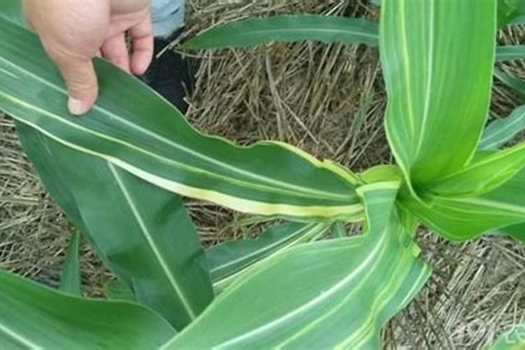 玉米生长期,怎样快速补锌