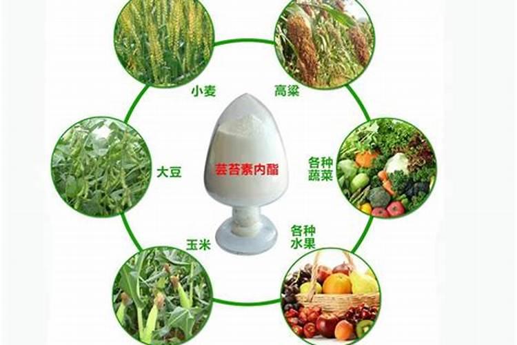 玉米几叶时可以用芸苔素