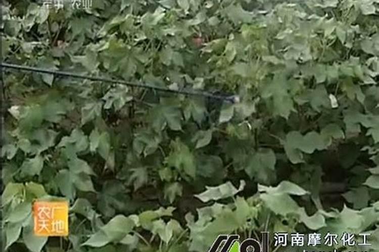 水溶肥使用时注意事项、方法与用量？