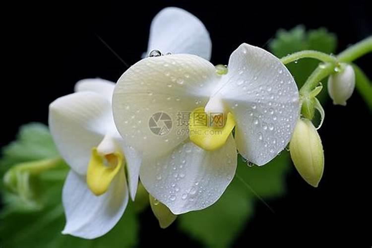 兰花施什么肥？