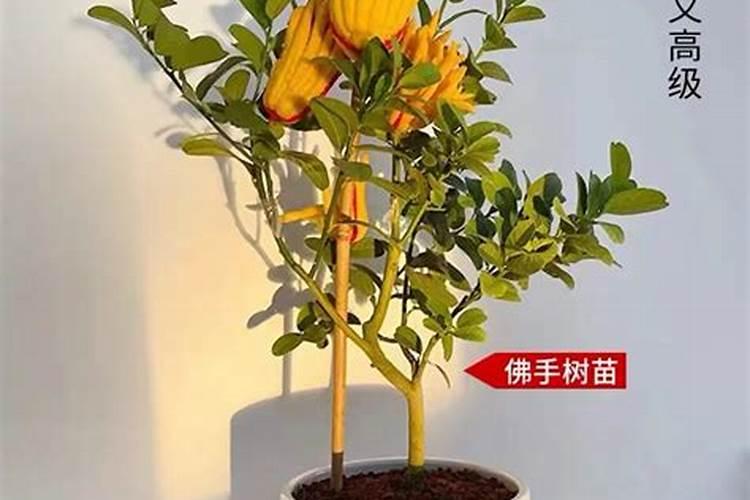 雅乐之舞怎样浇水,什么时候浇水
