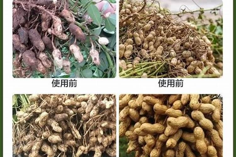 1粒花生丢水里, 比绿萝还好看, 沤肥又能做菜!