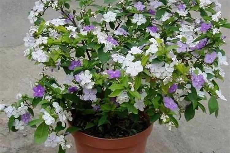 双色茉莉的养殖方法和注意事项