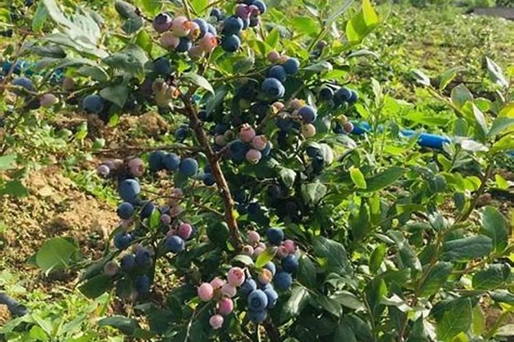 蓝莓施肥用什么肥料最好 种蓝莓用肥正确长得快
